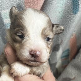 RMM2 - Red merle Toy Australian Shepherd puppy in Griffin, Georgia from No Matter Farm