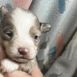 RMM2 - Red merle Toy Australian Shepherd puppy in Griffin, Georgia from No Matter Farm