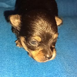 Cajun - Black and tan male Chihuahua puppy in Williamsburg, Virginia from Chloe & Friends