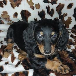 CHARLOTTE - BLACK And TAN LH - Black and tan female Dachshund puppy in Swink, Oklahoma from Palali Farm