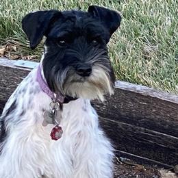 Miniature Schnauzers from R&T Tx Mini Schnauzers