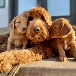 Australian Labradoodle Puppies from Starlight Ridge Australian Labradoodles