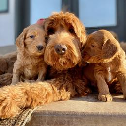 Australian Labradoodle Puppies from Starlight Ridge Australian Labradoodles