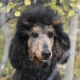 Autumn - Poodle