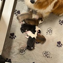 Pumpkin - Pembroke Welsh Corgi
