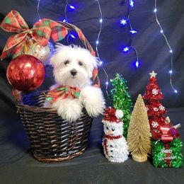Frosty - Maltese puppy in St. George, Utah from Family Doodles