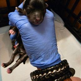 Lil Bubba - Phantom male Poodle puppy in Wittmann, Arizona from Marlees Puppies 1