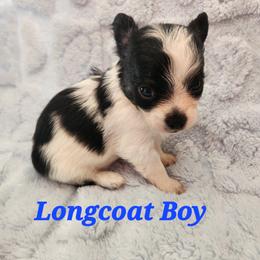 Ford - Black and white male Chihuahua puppy in Attleboro, Massachusetts from Treasured Hearts Chihuahuas and Toy/mini poodles