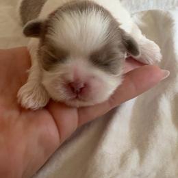 4 - Tricolor male Shih Tzu puppy in Las Vegas, Nevada from Vegas Shih Tzus