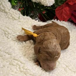 Girl 1 - female Goldendoodle puppy in New Iberia, Louisiana from Crystal's Goldendoodles