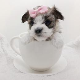 Companion Cross, Mal-Shi, Maltese, Maltipoo, Morkie, and Shih Tzu Puppies from Seeking Shalom Acres Maltese, Maltipoos & Havamalts