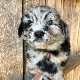 Spade - Blue merle male Australian Shepherd puppy in Whitwell, Tennessee from Owl Hollow Farm