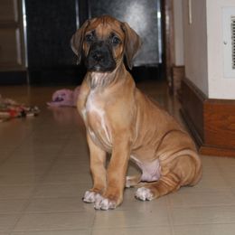 Rhodesian Ridgeback Puppies from Karhiba Rhodesian Ridgebacks