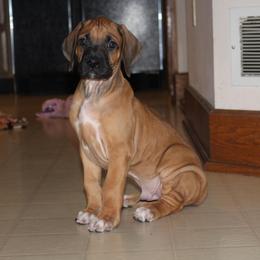 Rhodesian Ridgeback Puppies from Karhiba Rhodesian Ridgebacks