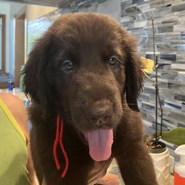 Red - Liver female Flat-Coated Retriever puppy in Kaanapali, Hawaii from Kaia Golden Flat Coat