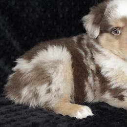 Chandler - Red merle Miniature Australian Shepherd puppy in Paris, Texas from Kuttin’ Up Mini Aussies