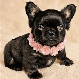 Blossom - Black female French Bulldog puppy in Maplewood, New Jersey from Poos&Bulls Keepsake