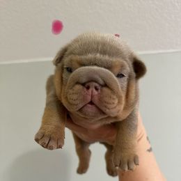 Ziva - Lilac tri-color female Bulldog puppy in Hernando, Mississippi from Blues City Bulldogs