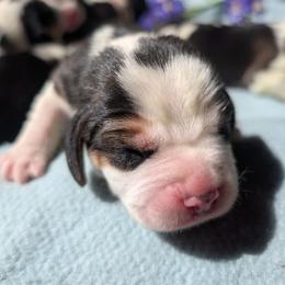 Star - Black white and tan female Beagle puppy in Colville, Washington from Rosehaven Homestead