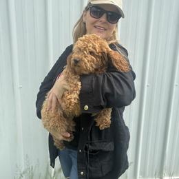 Tina - Goldendoodle
