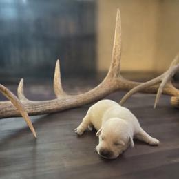Brown Collar - Yellow male Labrador Retriever puppy in Nampa, Idaho from Gem State English Labrador Retrievers