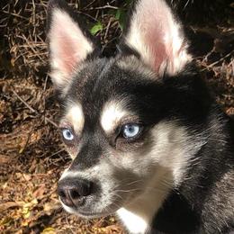 Magic - Alaskan Klee Kai
