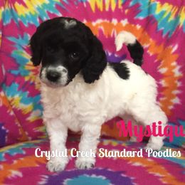 Poodle Puppies from Crystal Creek Standard Poodles