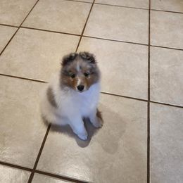 Shetland Sheepdog Puppies from Ambrozia Kennels