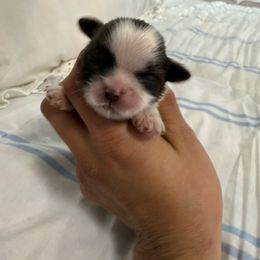 Girl 2 - Liver and white female Shih Tzu puppy in Ft Mc Coy, Florida from Everlasting Shih Tzu
