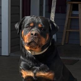 Amara - Rottweiler