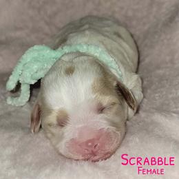 Scrabble - Red female Australian Labradoodle puppy in Beecher, Illinois from Erica’s Doodles