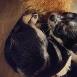 Chihuahua Puppies from Inman Fields
