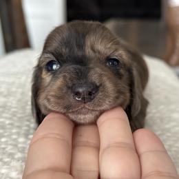 Girl 2 - Dapple female Dachshund puppy in Allenhurst, Georgia from B’s Dapper Dachshunds