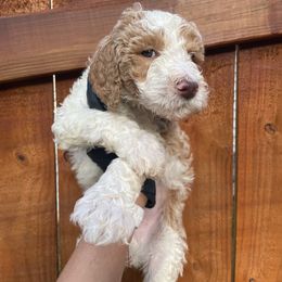 Teal Collar - Poodle puppy in Atlanta, Georgia from Sprinkle Me Puppy