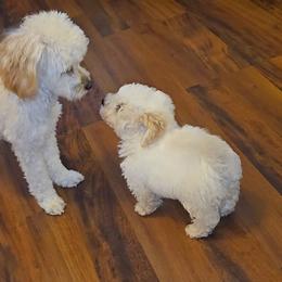 Maltipoo and Poodle Puppies from Cowgirl's Legacy Maltipoos