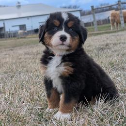 Cream - Black rust and white female Bernese Mountain Dog puppy in Paxton, Illinois from Loschen Farms Inc.