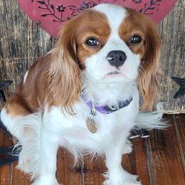 Mila - Cavalier King Charles Spaniel