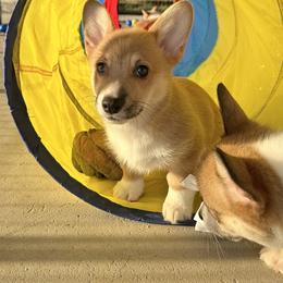 Girl 1 - Sable female Pembroke Welsh Corgi puppy in Surprise, Arizona from Ruff and Rowdy Corgis