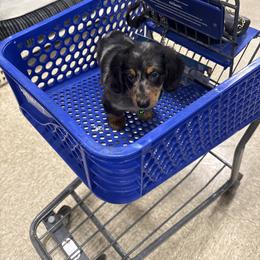 Dachshund and French Bulldog Puppies from Trust Fund Devil Kennel
