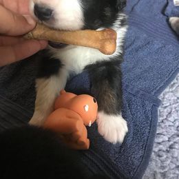Australian Shepherd Puppies from Riot Austrailan Shepherds