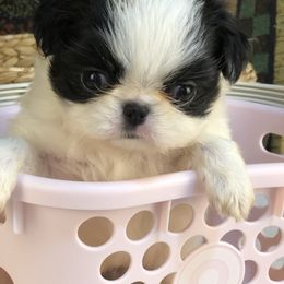 Girl 1 - Black and white female Japanese Chin puppy in Sandstone, Minnesota from Peaceful Garden Cavaliers