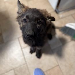 Devil - Sable male German Shepherd puppy in Denver, Colorado from Morales Kennels