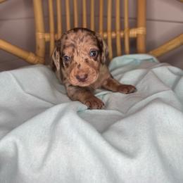 Green - Dapple male Dachshund puppy in Yuba City, California from Mulberry Dachshunds