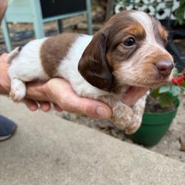 Waylon - Piebald male Dachshund puppy in Stilwell, Oklahoma from Rustic Tails