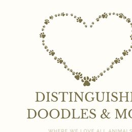 Aussiedoodles, Australian Shepherds, Miniature Australian Shepherds, and Poodles from Distinguished Doodles and More