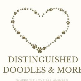 Aussiedoodles, Australian Shepherds, Miniature Australian Shepherds, and Poodles from Distinguished Doodles and More