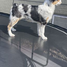 Miniature American Shepherd Puppies from Clarity MAS