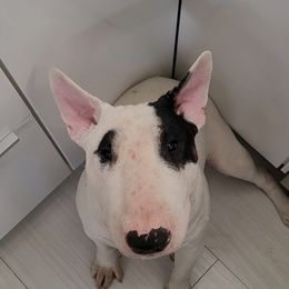 Judah - Bull Terrier
