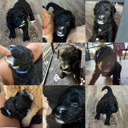 Assorted Doodle Crosses, Goldendoodle, and Poodle Puppies from Kava Kennels