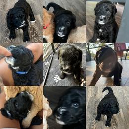 Assorted Doodle Crosses, Goldendoodle, and Poodle Puppies from Kava Kennels